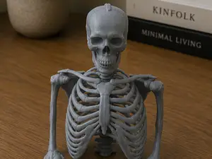 Skeleton Torso Bust | Anatomical Medical Display