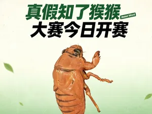 知了猴幼虫3D 素模知了猴蝉蜕背部开缝蝉蜕外壳昆虫标本 知了猴灰白雕刻宇宙睿智男都爱的3D打印知了猴