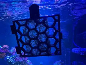Marine Reef Nori Clip