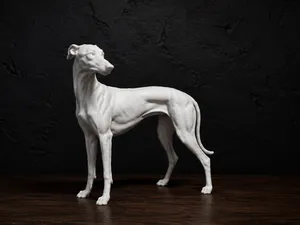 Greyhound - Animal - Dog - Decor