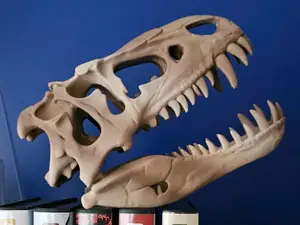 Dinosaur Head Skeleton