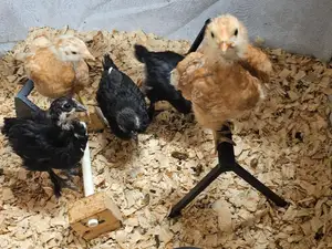 Chick, hatchling, or baby chicken roost