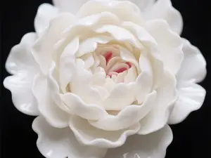 牡丹花2