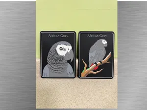 Exotic birds -Parrot -African Grey