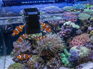 Fish feeder for frozen food