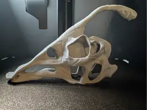 Dinosaur Parasaurolophus Skull