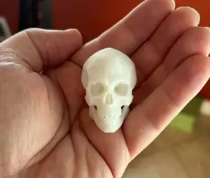 Human Skull - Decoration, Party Prop, Spooky Décor