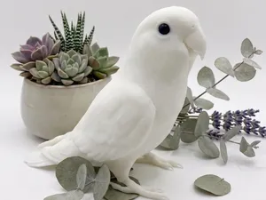White love bird