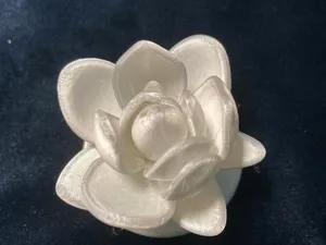 玉兰花