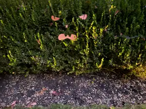 Bush Face
