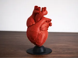 Human Heart Model