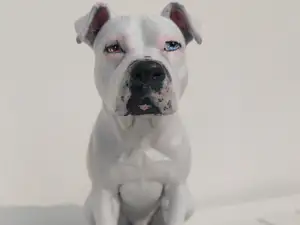 Pitbull modello
