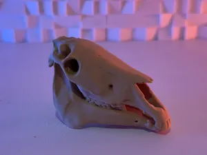 Horse Skull (5-25 Grams)