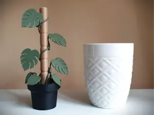Mini Monstera Flower ! - Nice for a Gift.