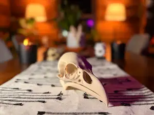Raven Skull Fossil (Super Clean)