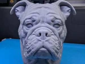 Paula, Continatal Bulldoge