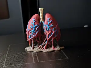 anatomische lunge