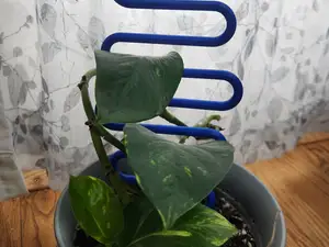 Snaking plant stake