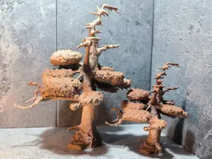 Bergkiefer Gebirgsbaum mit Totholz in 13/18/23 cm