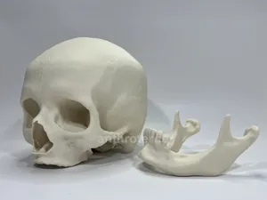 Visible Human Female Cranium and Mandible