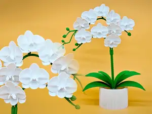 蝴蝶兰