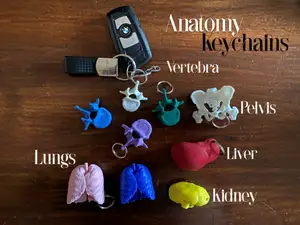 Anatomy Keychains Bundle