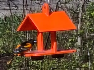 Dual Cup Oriole Feeder