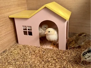 芦丁鸡小屋