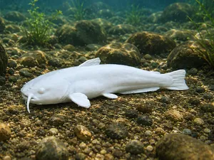Catfish - Fish - Animal - Decor