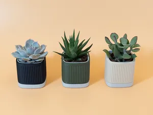 Ridge Pot - Planter for IKEA SUCCULENT 6cm