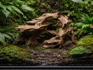 Tropical Driftwood Cave – Terrarium & Aquascape
