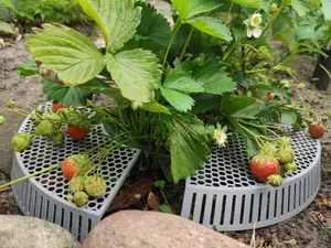 Stawberry lift saver support XXL - Stackable
