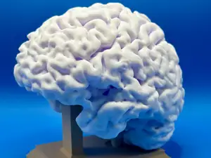 Full-size human brain - Educational, decorative