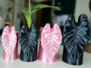 Alocasia Regal Shield Topf