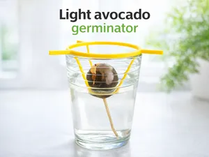Light avocado seed germinator