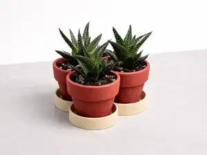 Giant Tripple Plant Pot