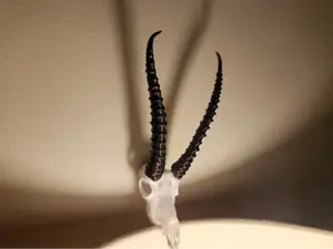"Gazelle" Antelope Skull