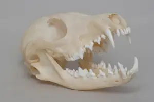 fox skull