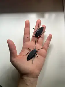 cockroach