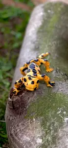 Flexi Salamander