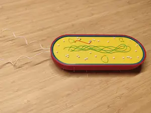 Bacteria model