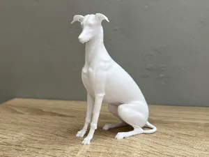 Sitting Greyhound - Animal - Dog