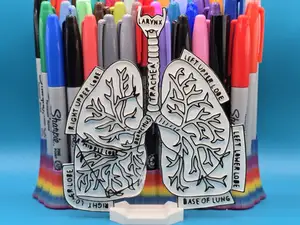 Lungs Anatomy Coloring Craft Education
