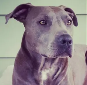 Pitbull Bust
