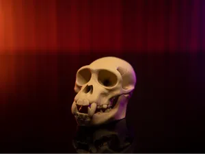 Howler Monkey Skull Fossil Plus Extras