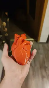 Human Heart