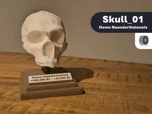 Skull_01 | Educational Neanderthal Skull Model