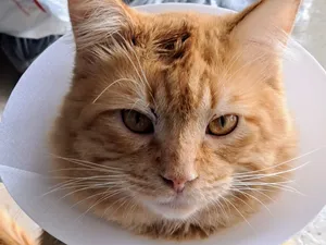 Cat e-cone collar