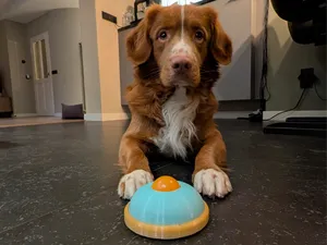 Pet Yogurt Licker