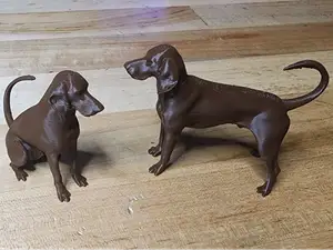 Red Bone Coon Hound Hunting Dog